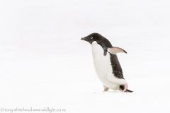 Antarctica Birds