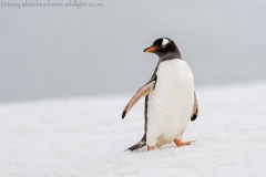 Gentoo_D817582-web