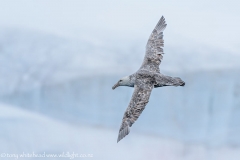 GiantPetrel_D817986-web