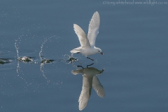 SnowPetrelKrill_D815475-web