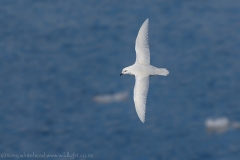 SnowPetrel_D815414-web