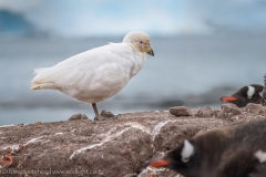 SnowySheathbill_D815847-web