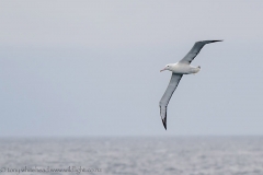 WanderingAlbatross_D818716-web