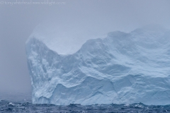 IcebergCapePetrels_D811306-web
