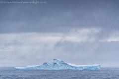 Iceberg_South_Shetlands_D811390-web