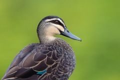 Australian Birds