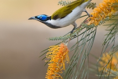 Blue-faced-Honeyeater-Mareeba-web