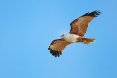 BrahminyKite_D807373-web