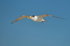 CrestedTern_D807498-Edit-web