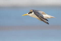 CrestedTern_D807503-web