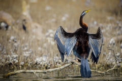 Darter_D806497-web