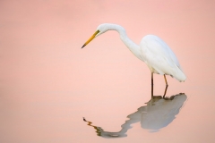 GreatWhiteEgret_D807759-web