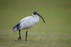 Ibis_D806107-web