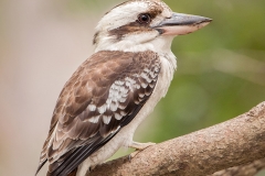 LaughingKookaburraTW7_8850-web