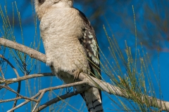 LaughingKookaburra_D806038-web