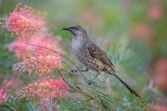 LittleWattlebird_D806464-web