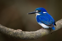 Little_Kingfisher-web