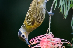 Macleays_Honeyeater2-web