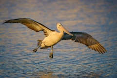 Pelican_D806643-web