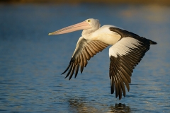 Pelican_D806901-web
