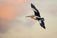 Pelican_D807231-web