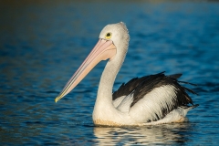 Pelican_D807604-web