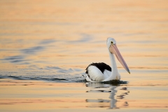 Pelican_D807744-web
