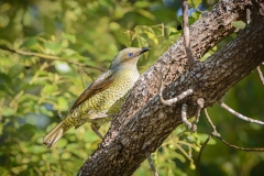 SatinBowerbirdFemale_D806049-web