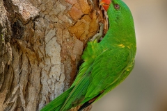 ScalyBreastedLorikeet_D807443-web