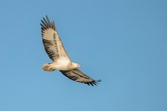 White-belliedSeaEagle_D806810-web