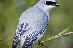 White-bellied_Cuckoo-shrike-web