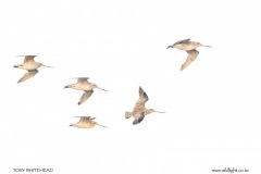 Bar-tailed Godwits on white.