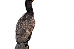 BlackShag-TW7_7065-web