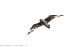 BrownSkua_D811809-web