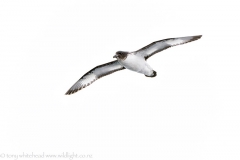 CapePetrel_D816727-web