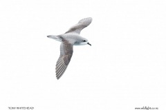 Cook's Petrel- dorsal view