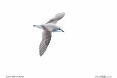 Cook's Petrel- dorsal view