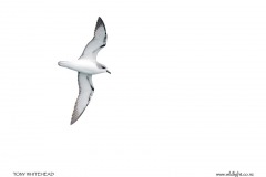 Cook's Petrel - ventral view