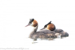 CrestedGrebes_D811299-web