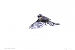 Normal colour morph Fantail hawking a tiny insect.