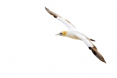 Gannet_D3S8981-web