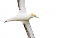 Gannet_D3S9049-web