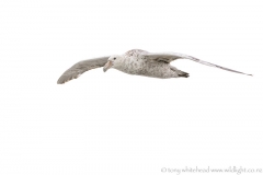 GiantPetrel_D813870-web