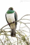 Kereru on white