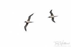 Light-mantled Albatross pair in courtship flight
