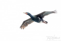 Otago Shag, Taiaroa Head, Otago Peninsula