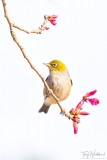 Silvereye with early Spring blossom.