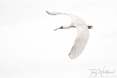 Kōtuku ngutupapa/Royal Spoonbill (Platalea regia)