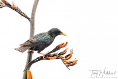 Starling on Flax/harakeke