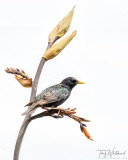 2 shot vertical pano of Starling on Flax/harakeke flower stalk